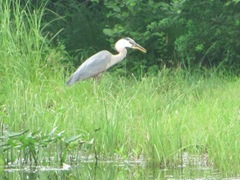 Great blue heron in the water
