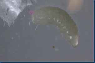 tobacco_hornworm_parasite_wasp_larvae