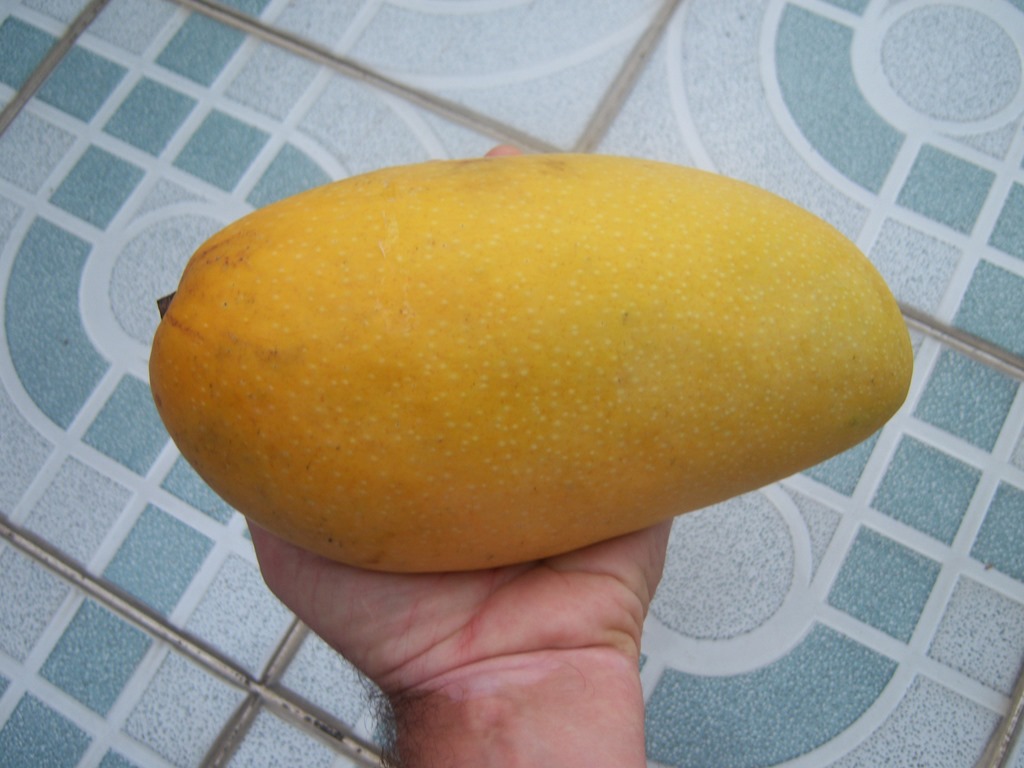 [Mega-mango%25202%255B3%255D.jpg]