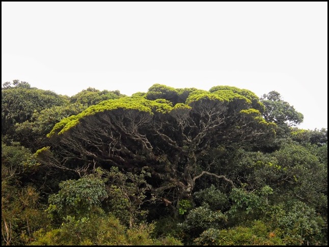 Vellarimala evergreen forest