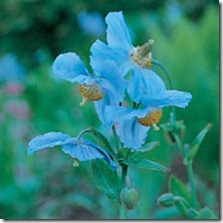 blå bergvalmue meconopsis betonicifolia