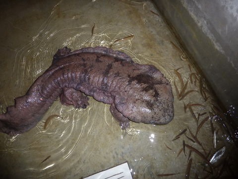 [Amazing%2520Animals%2520Pictures%2520Chinese%2520Giant%2520Salamander%2520%25289%2529%255B3%255D.jpg]