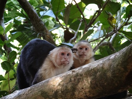 02. Maimute in Manuel Antonio, Costa Rica.JPG