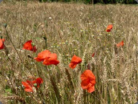 umbria_vegetazione1