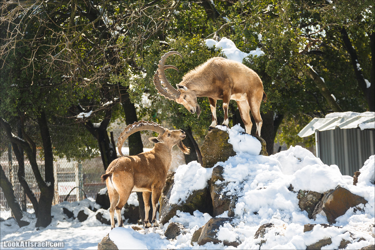 LookAtIsrael.com | Снег в Израиле, Голанские высоты и Галилея | Snow in Israel, Golan Heights and Galilee | שלג בישראל, רמת הגולן וגליל
