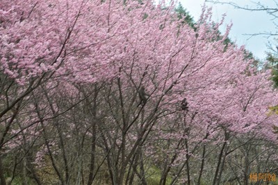 0221 051  - 武陵農場櫻花