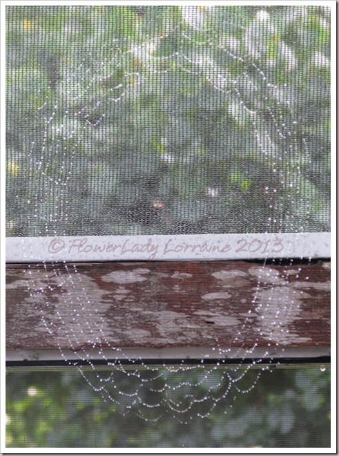 07-03-spiderweb