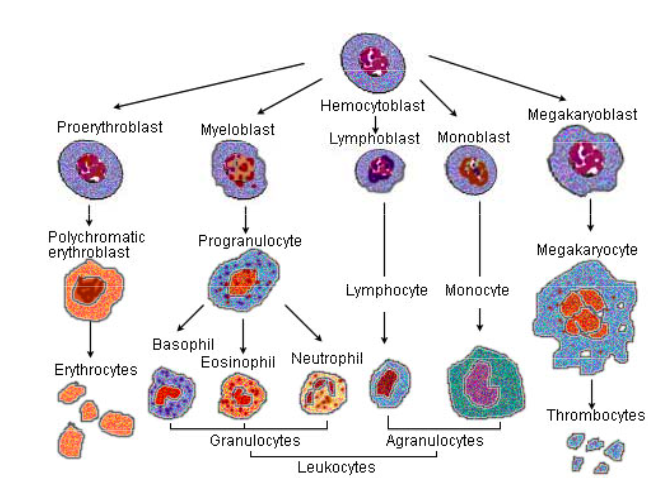 Erythrocytes and Leukocytes