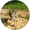 Image Google de la Louvette