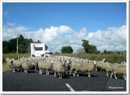 Utter confusion with this mob of sheep.