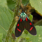 Tiger Moth