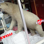 polarbear in nagoya in Nagoya, Japan 