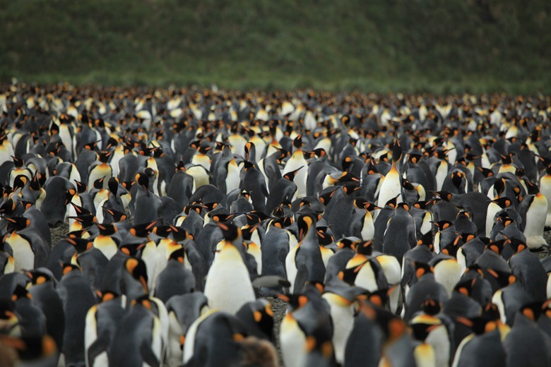 penguin-colony7