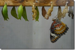 Butterfly_and_Chrysalises