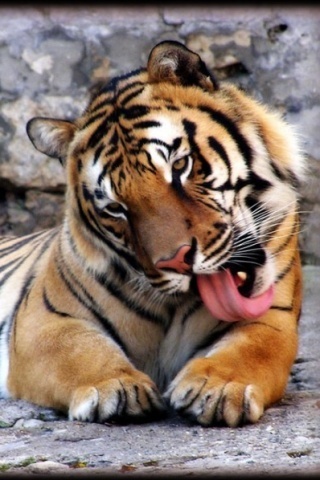 Tiger-cleaning-f