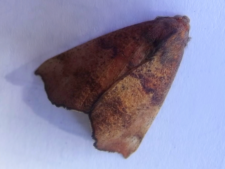 Autumn gum moth