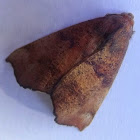 Autumn gum moth