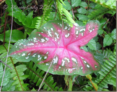 07-01-caladium