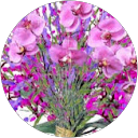 gillet rose