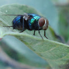 Mosca verde