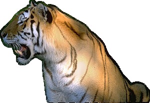 [tigres%2520%252815%2529%255B5%255D.jpg]