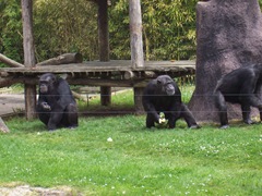 2009.05.02-011 chimpanzés