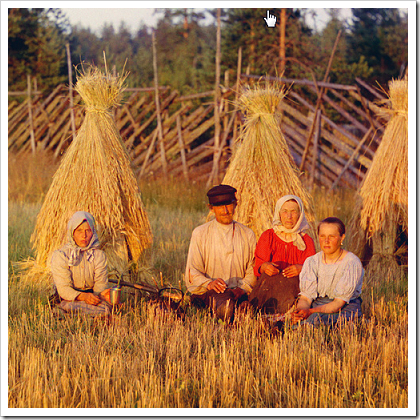 Harvest time in a Russian wheat field