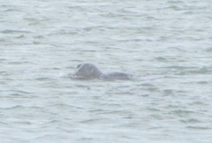 seal 3 swimming Chatham fish pier 6.17.12