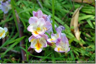 7745 La Laguna-Barranco del Laurel(Nardos) 7745 La Laguna-Barranco del Laurel(Nardos)