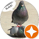 Pigeonne T.
