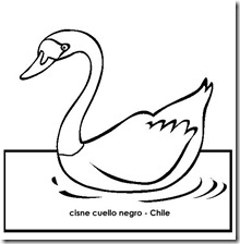cisne cuello negro 1 1