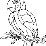 how-to-draw-a-cartoon-parrot-step-6.jpg