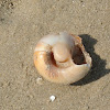 Moon Snail Shell (empty)