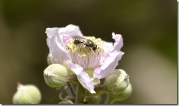 tiny bee 3