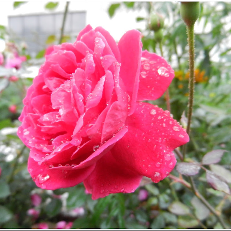Rain Drops on Rose, JMI