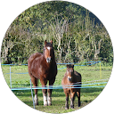Image Google de Java & Lola