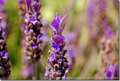 1309 Hoya Pineda-Gáldar(Lavanda) 1309 Hoya Pineda-Gáldar(Lavanda)