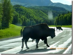 Bison on and off the road