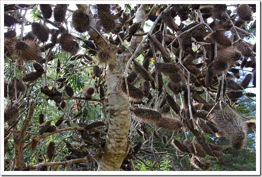 120211_UCSC_Arboretum_Banksia-marginata