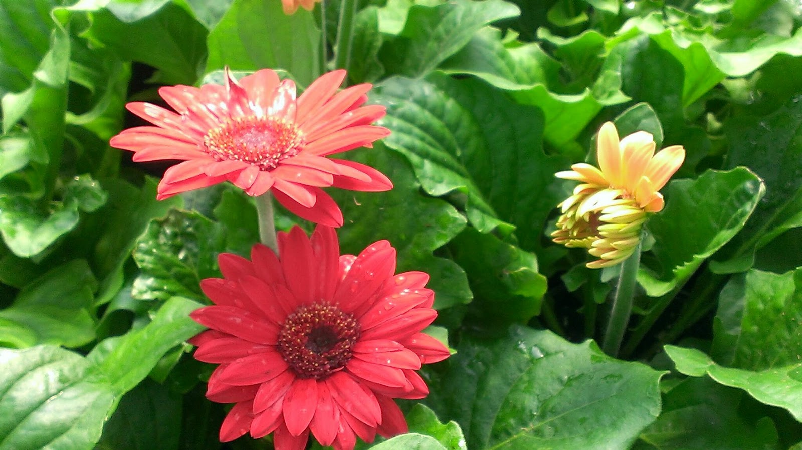 Thriving Nature In Photos Planting Flowers Annuals or