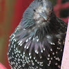 European Starling