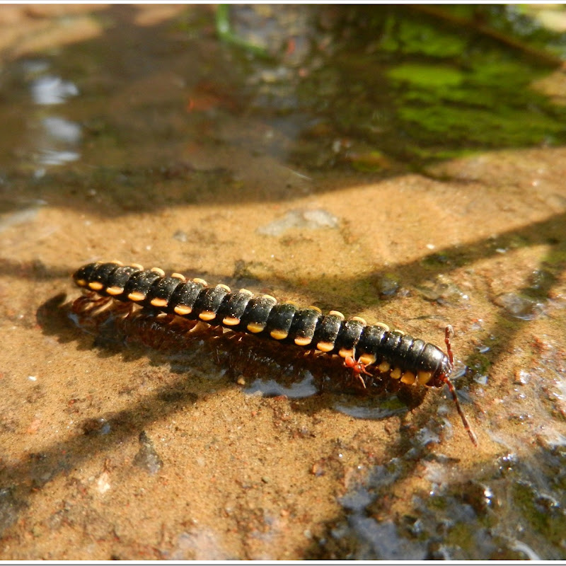One more Centipedes