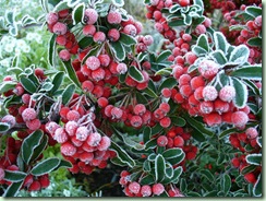 Pyracantha3