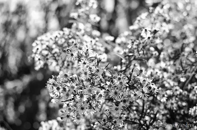 meadowvale black and white_008