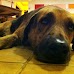 Teddy @ Pagalú Hostel - Puerto Viejo (de Talamanca) puertoviejo_018.jpg