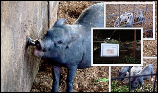Organic pigs, no-bath no-wash pigs! Costales Farm Tour3