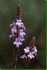 Verbena officinalis1