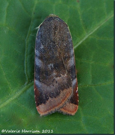 lesser-broad-bordered-yellow-underwing (3)