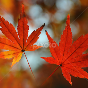Autumn Leaves Couple by Leka Huie - Nature Up Close Leaves & Grasses