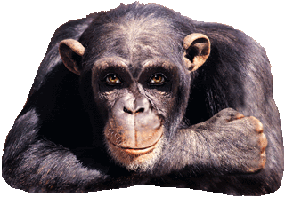 gifs animados de chimpance (2)